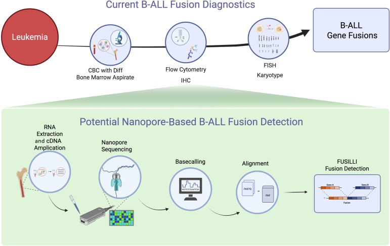 Imagen: Comparación del diagnóstico de fusión de leucemia linfoblástica aguda de células B (LLA-B) convencional (arriba) y la detección de fusión basada en nanoporos (abajo) (Lin J, Opoku K, Litzow M, et al. J Mol Diagn. 2026. doi: 10.1016/j.jmoldx.2026.01.007)